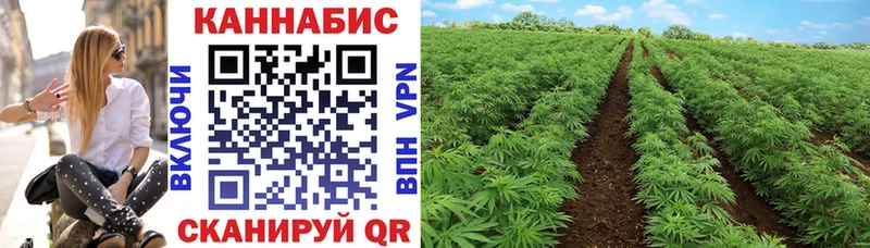Бошки марихуана VHQ  Курильск 